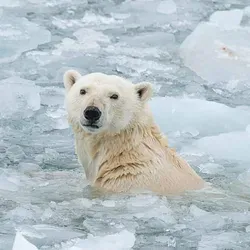 Eisbär schwimmt zwischen Eisschollen