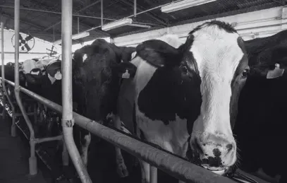 Unser Spendenfonds: Tierleid verringern in H2/2024