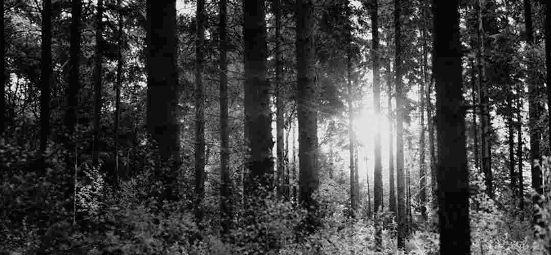 Foto von einem Wald durch den die Sonne scheint.
