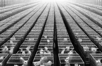 Donate to animal shelters? Are animal sponsorships useful?