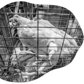 To the Giving Fund: Improving Animal Welfare