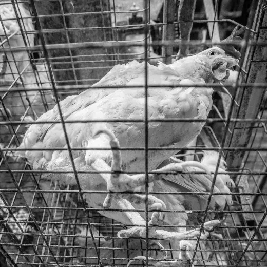 Ein Huhn in einem engen Drahtkäfig