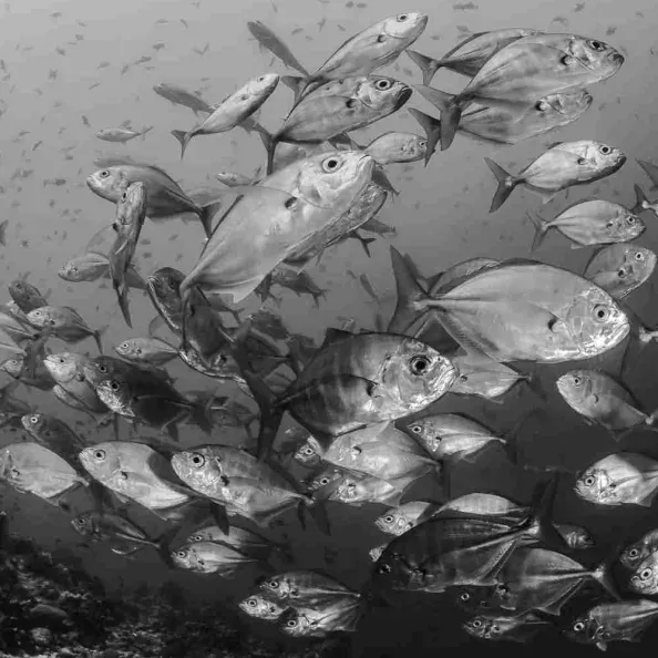 Fischschwarm unter Wasser