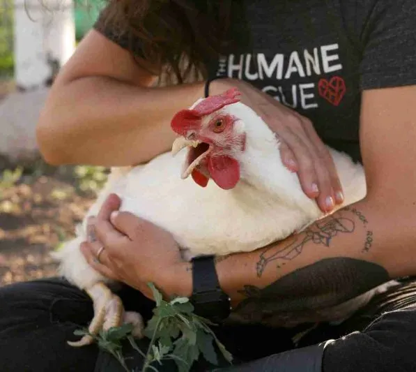 Person mit The-Humane-League-T-Shirt hält ein Huhn im Arm