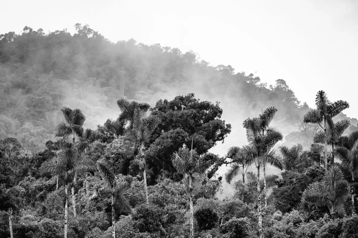 Bewaldeter Hang mit aufsteigendem Nebel