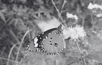Die doppelte Klima- und Biodiversitätskrise