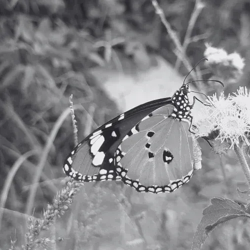 Schmetterling sitzt auf einer Blüte
