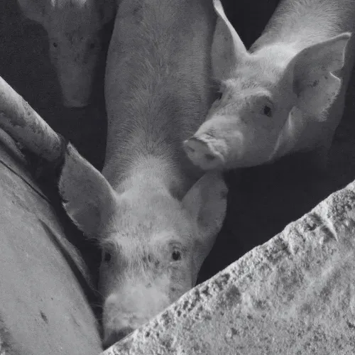 Pigs in a cramped factory-farming pen