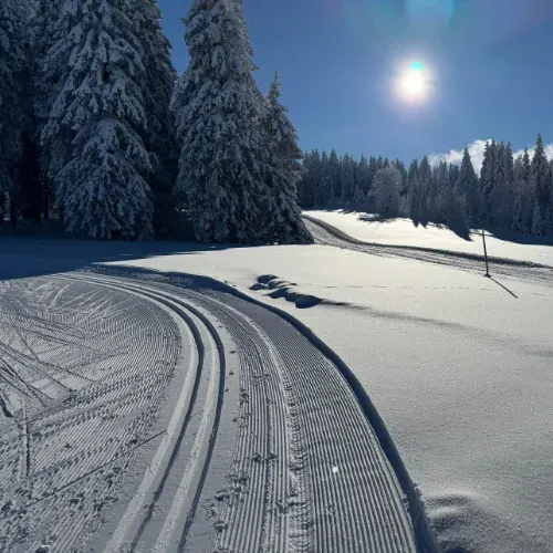Frisch gespurte Loipe durch einen verschneiten Wald in der Sonne