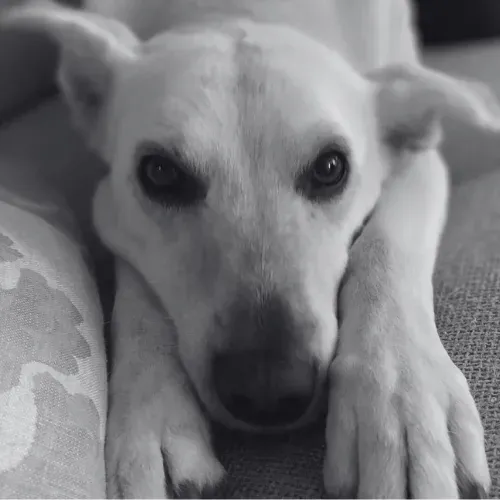 Ein Hund liegt mit dem Kopf auf den Pfoten auf einem Sofa