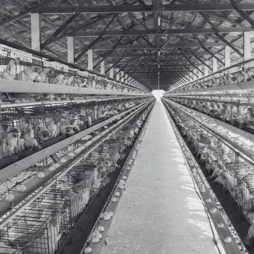 Rows of caged laying hens inside a barn