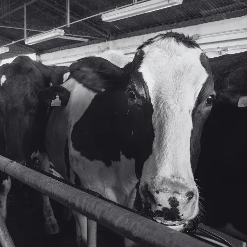 Dairy cows stand packed close together in a barn