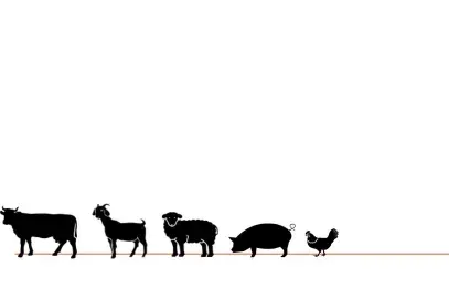 Wie viele Tiere werden jeden Tag geschlachtet?
