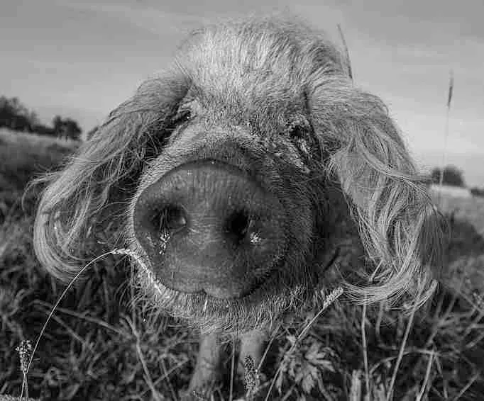 Das Schwein Bouloche