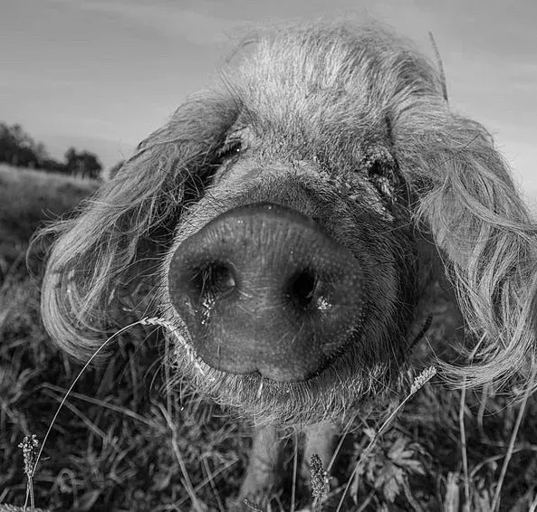 Das Schwein Bouloche aus Frankreich