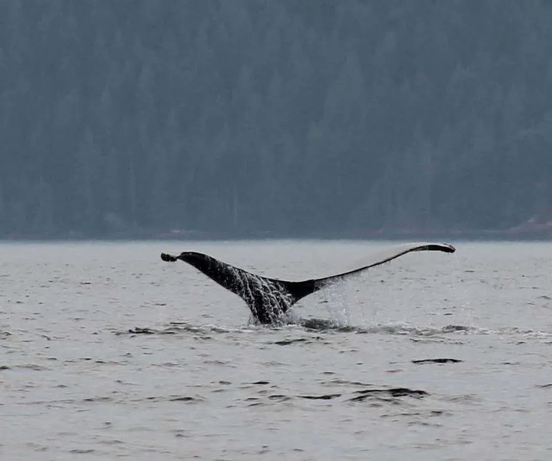 Schwanzflosse eines Wals taucht aus dem Wasser vor einer bewaldeten Küste