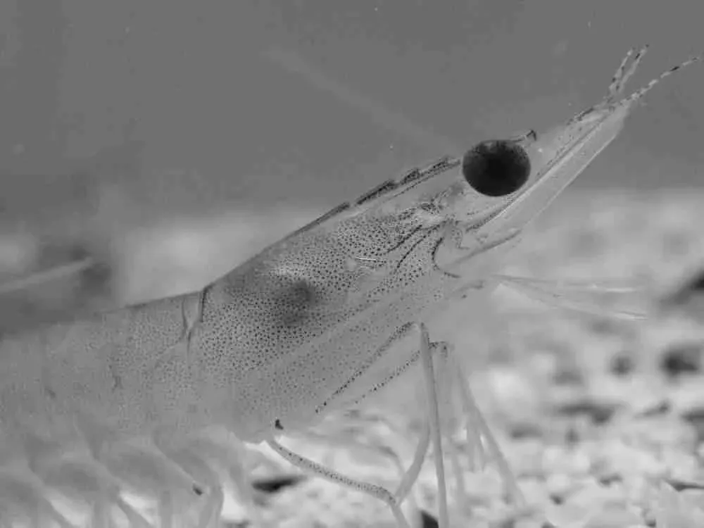 Garnele im Meer