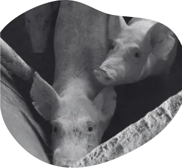Schweine im Mastbetrieb