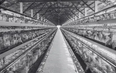 Our giving fund: Reducing animal suffering in H1/2025
